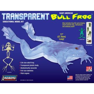 Przezroczysta żaba rycząca – Transparent Bull Frog  | Edukacyjny model anatomiczny Lindberg (długość 27,9 cm)