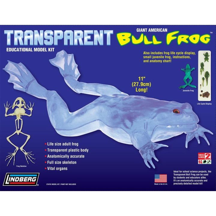 Przezroczysta żaba rycząca – Transparent Bull Frog  | Edukacyjny model anatomiczny Lindberg (długość 27,9 cm)