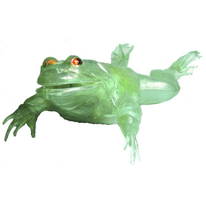 Przezroczysta żaba rycząca – Transparent Bull Frog  | Edukacyjny model anatomiczny Lindberg (długość 27,9 cm)
