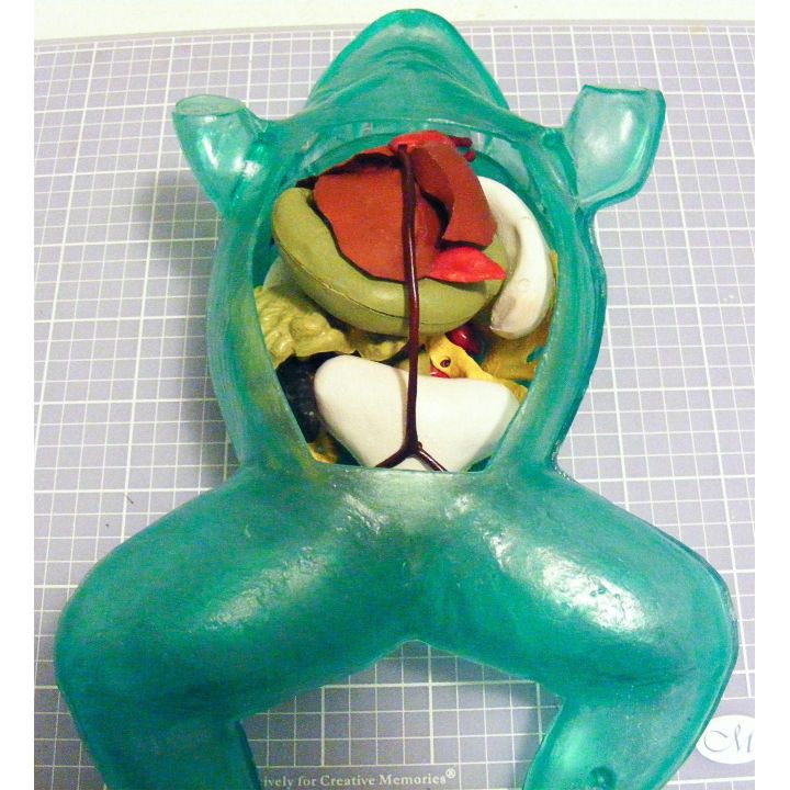 Przezroczysta żaba rycząca – Transparent Bull Frog  | Edukacyjny model anatomiczny Lindberg (długość 27,9 cm)