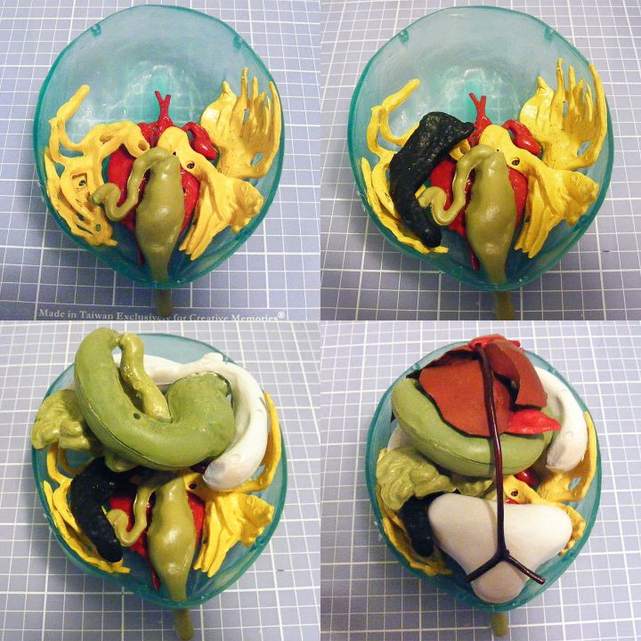 Przezroczysta żaba rycząca – Transparent Bull Frog  | Edukacyjny model anatomiczny Lindberg (długość 27,9 cm)