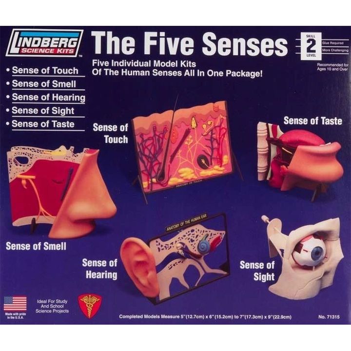 5 Zmysłów – Dotyk, Węch, Słuch, Wzrok, Smak | Edukacyjne modele anatomiczne Lindberg