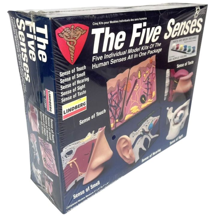 5 Zmysłów – Dotyk, Węch, Słuch, Wzrok, Smak | Edukacyjne modele anatomiczne Lindberg