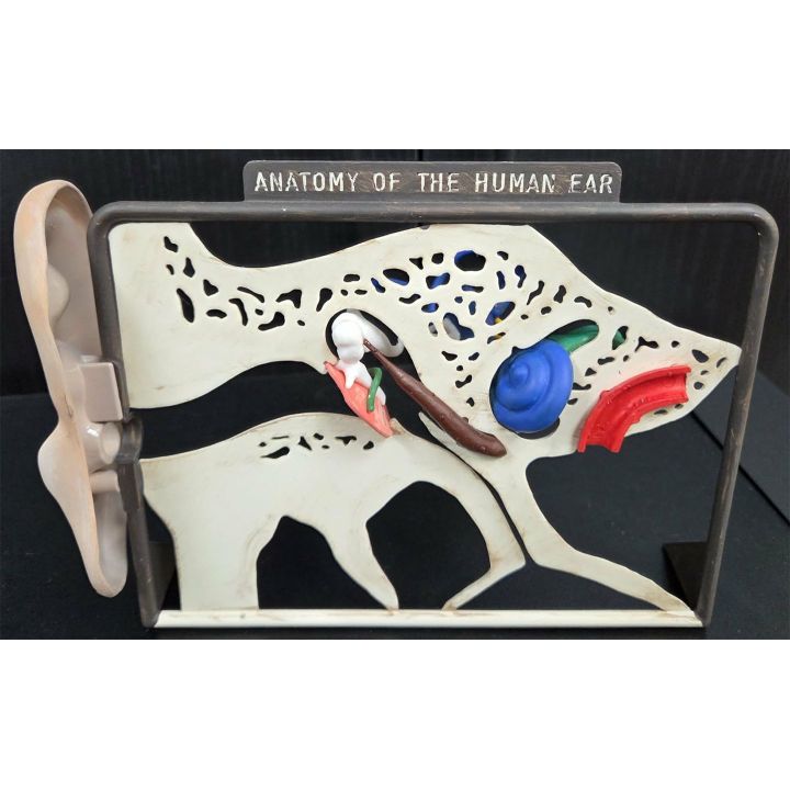 5 Zmysłów – Dotyk, Węch, Słuch, Wzrok, Smak | Edukacyjne modele anatomiczne Lindberg