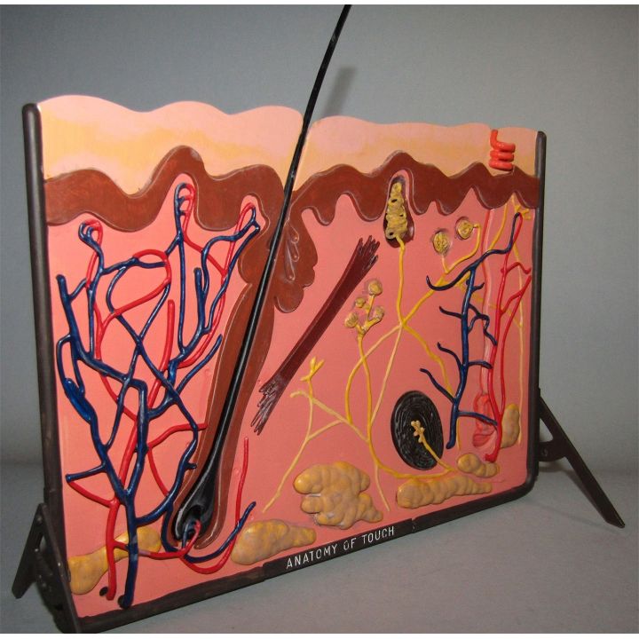 5 Zmysłów – Dotyk, Węch, Słuch, Wzrok, Smak | Edukacyjne modele anatomiczne Lindberg