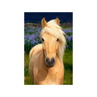 Haft Diamentowy, Obraz, Mozaika Diamentowa Diamond Painting, DOSTOJNY KOŃ 30x40cm