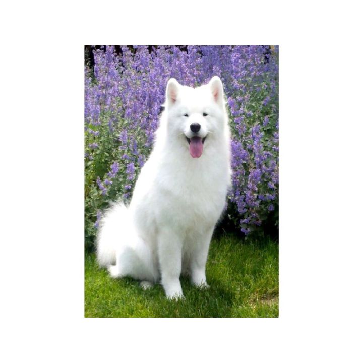 Haft Diamentowy, Obraz, Mozaika Diamentowa Diamond Painting, PIES SAMOYED 30x40cm