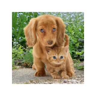 Haft Diamentowy, Obraz, Mozaika Diamentowa Diamond Painting, MALI PRZYJACIELE 30x30cm