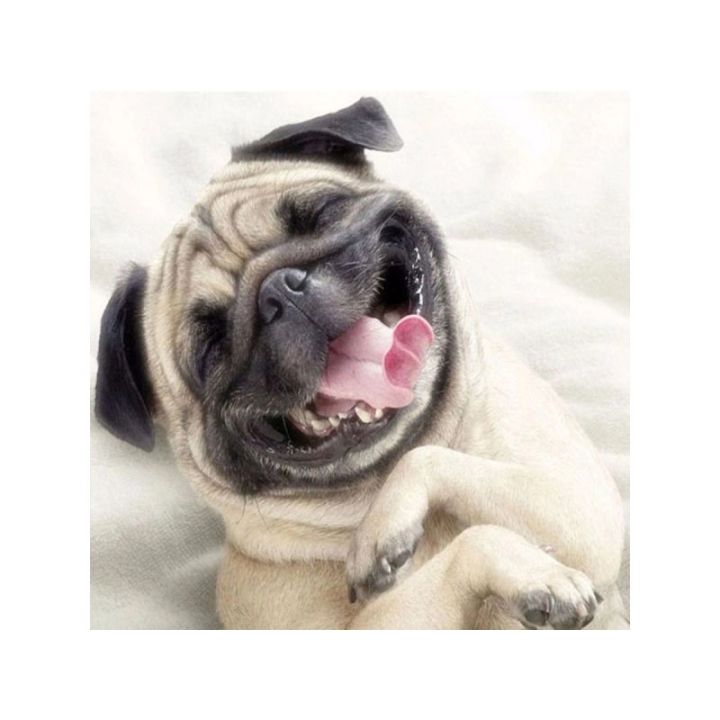 Haft Diamentowy, Obraz, Mozaika Diamentowa Diamond Painting, PIES MOPS 30x30cm