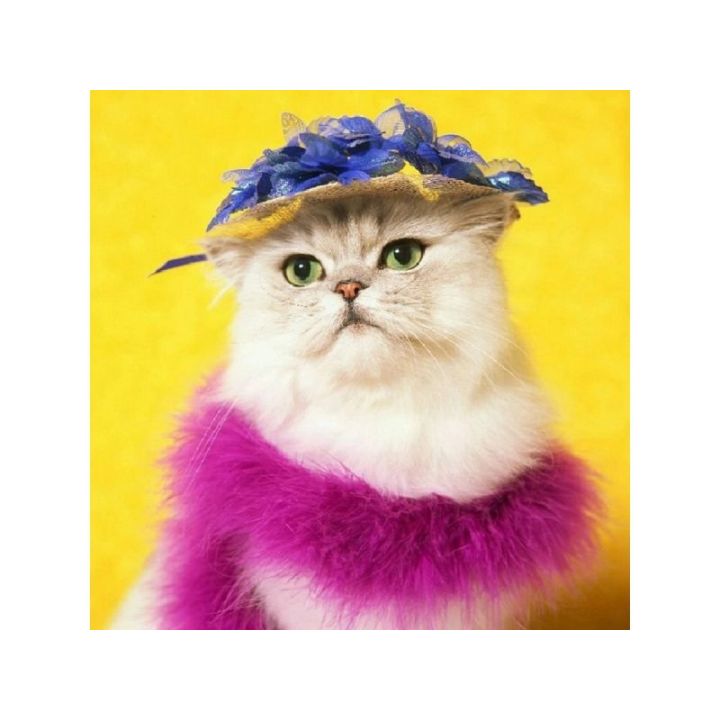 Haft Diamentowy, Obraz, Mozaika Diamentowa Diamond Painting, KOT W KAPELUSZU 30x30cm